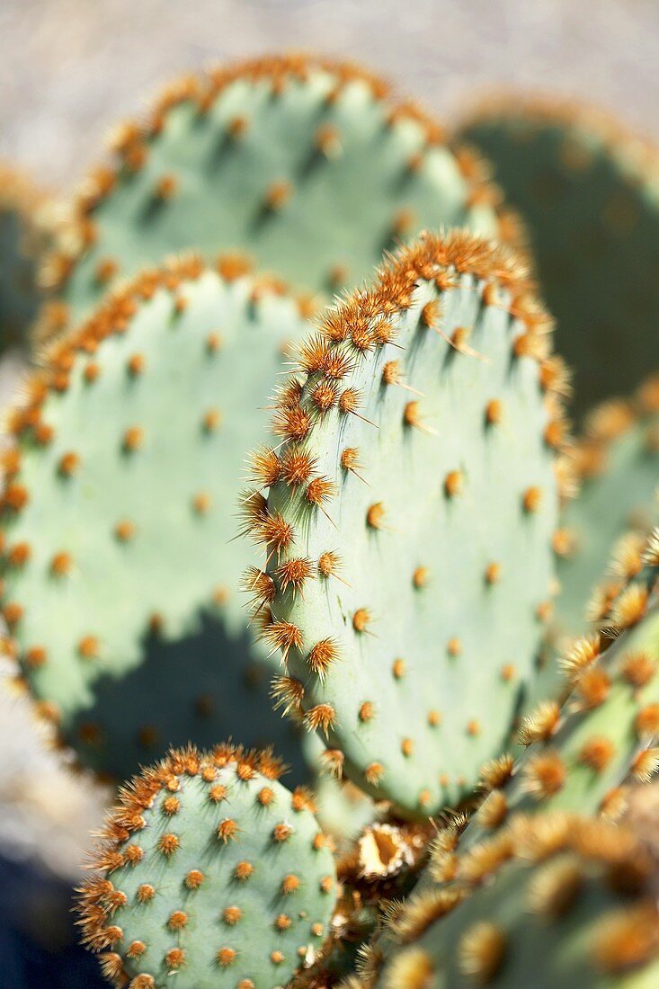 Kaktus (Ausschnitt)