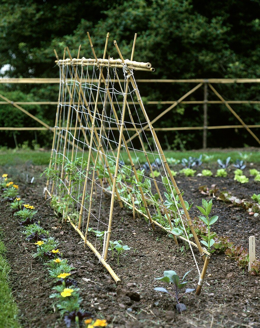 Growing vegetables and flowers with plant supports
