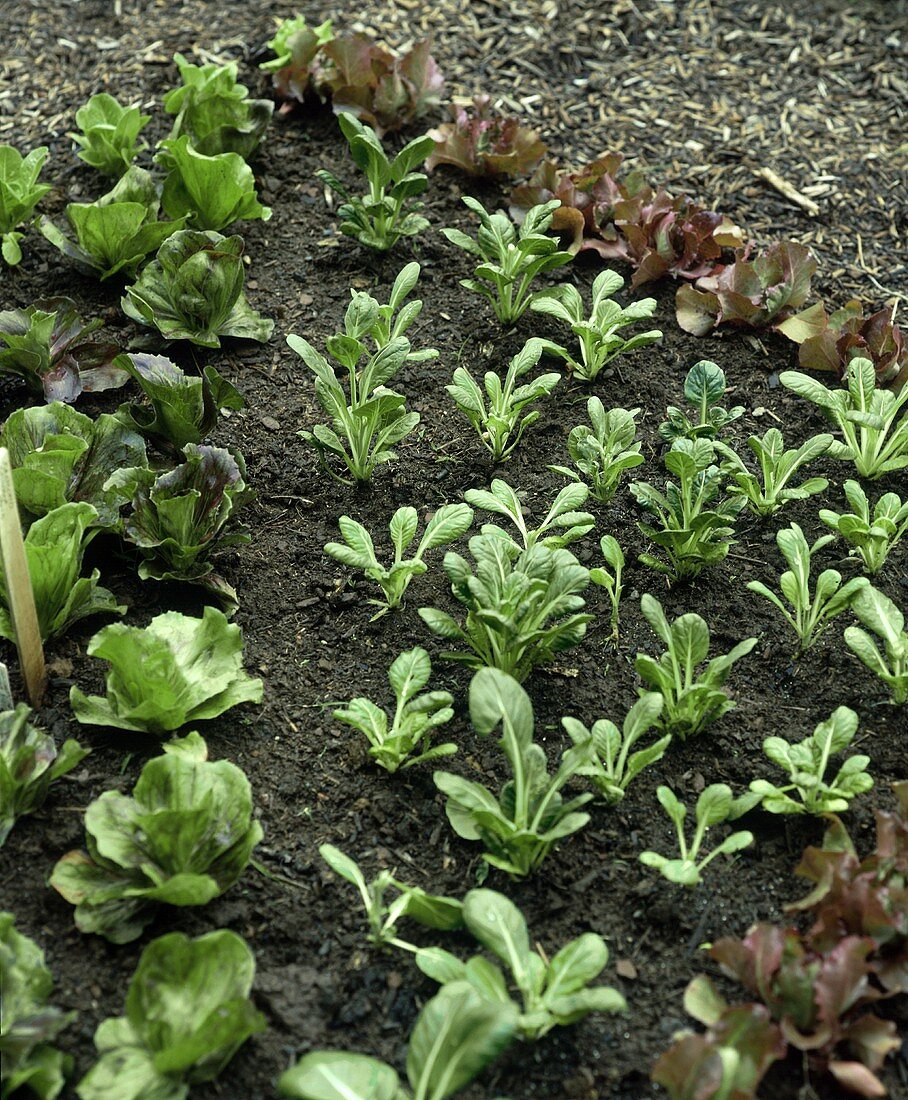 Verschiedene Salat- und Gemüsepflanzen auf dem Feld