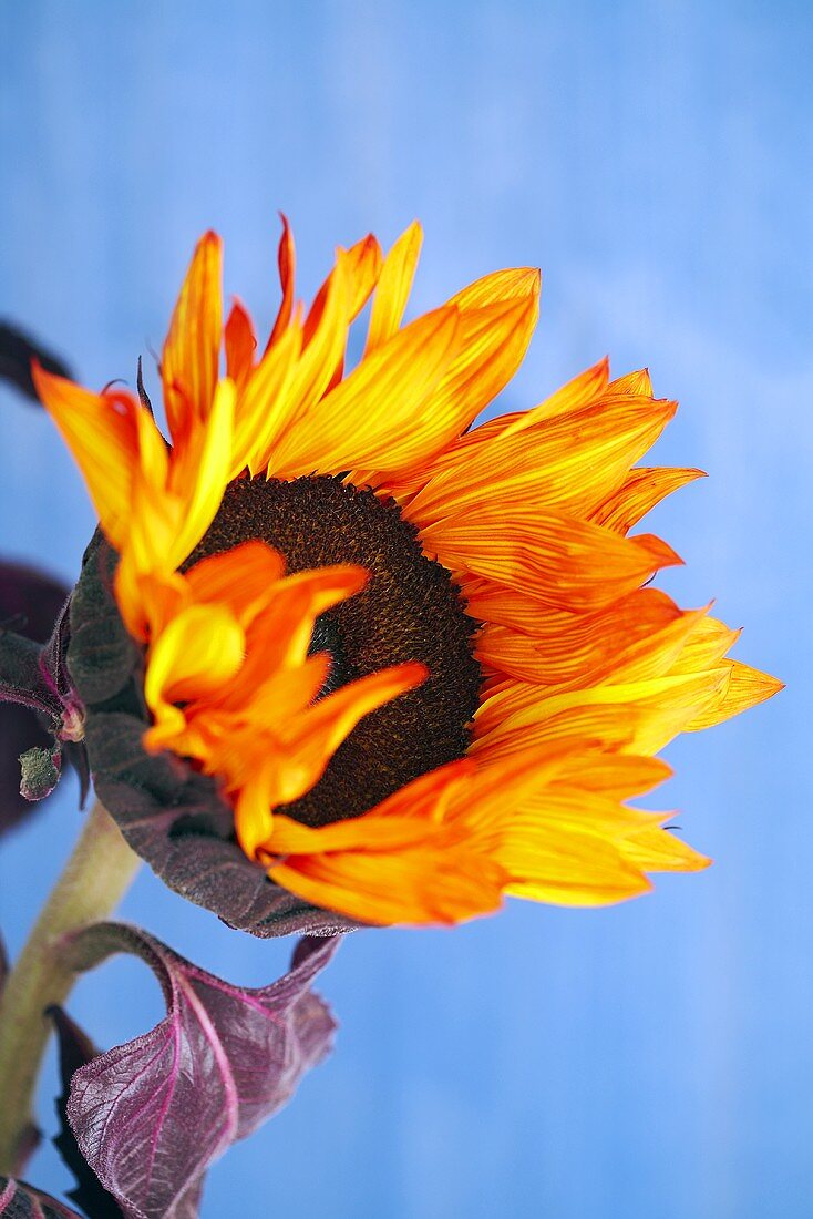 Sunflower on a Blue Background