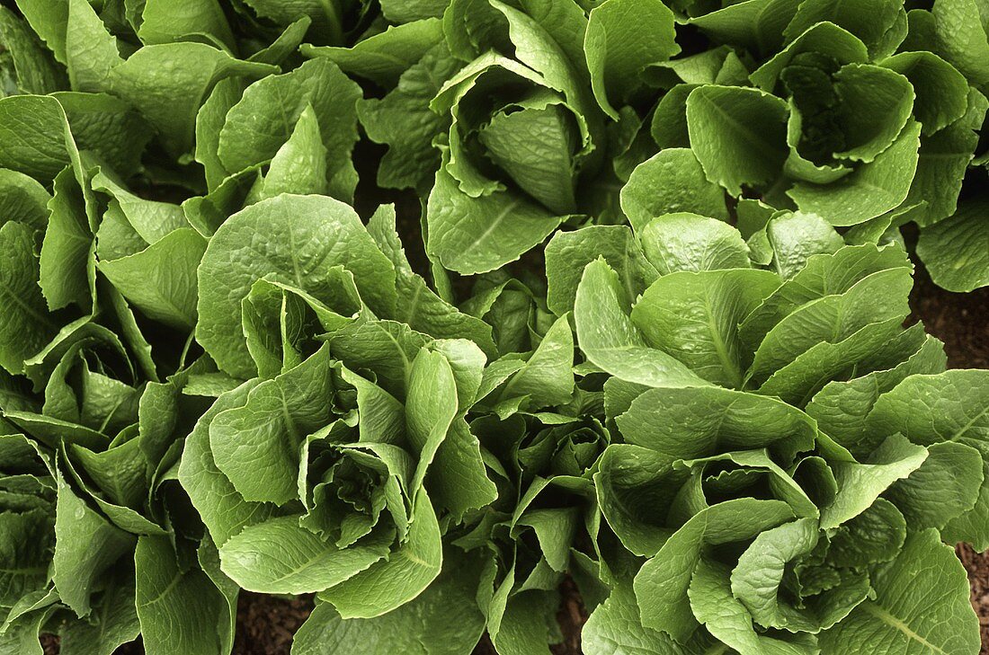 Junge Salatpflanzen im Garten (Close Up)