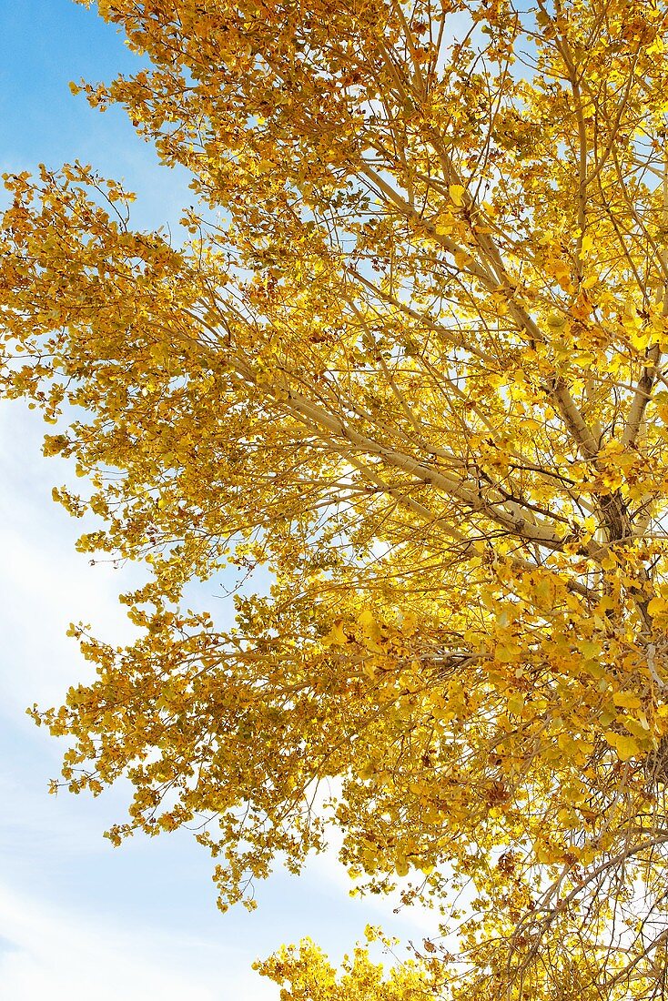 Autumn Tree with Yellow Leaves
