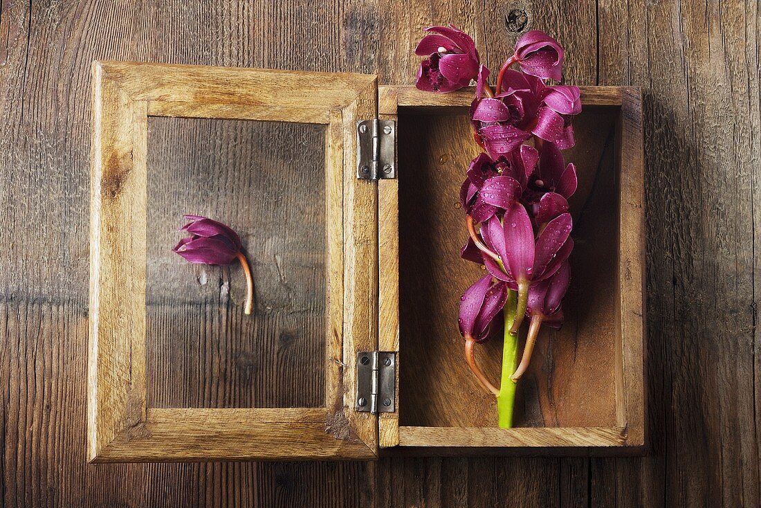 Pinkfarbene Orchidee in Holzkiste