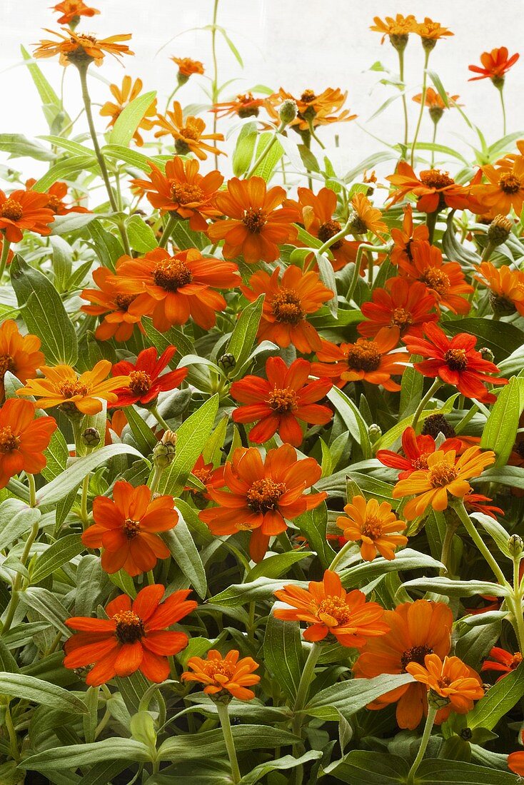 Orange Zinnia Flowers