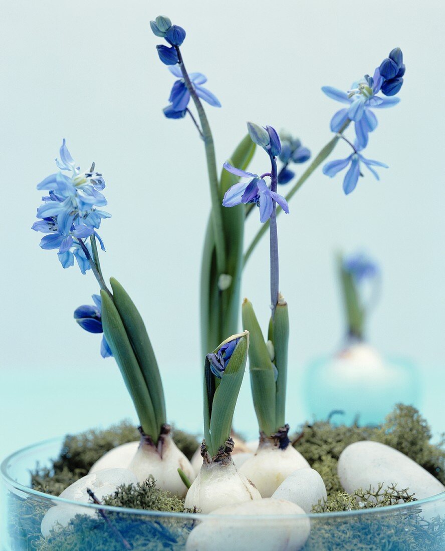 Various types of blue flowers