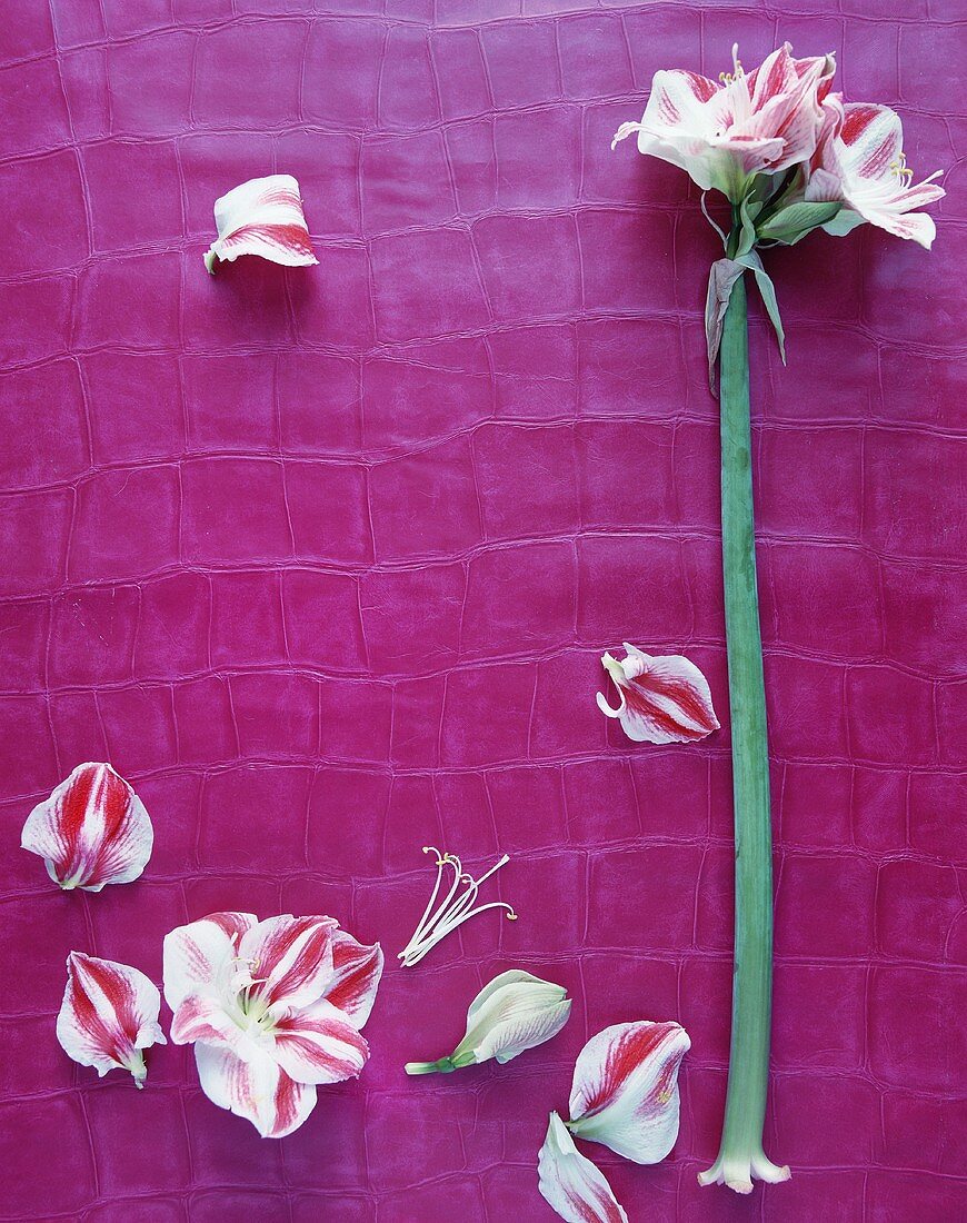 Amaryllisblume und Blütenblätter auf pinkfarbener Lederhaut