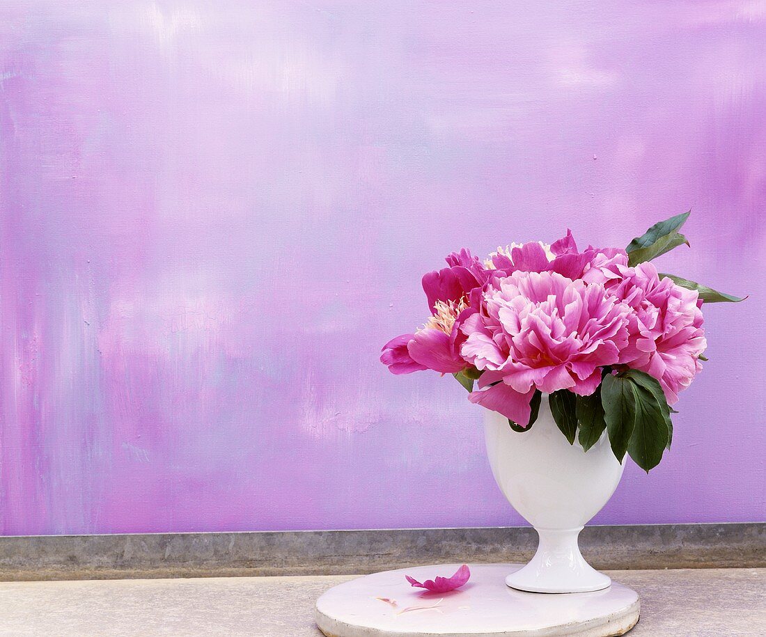 A bouquet of peonies in a white vase against a purple background