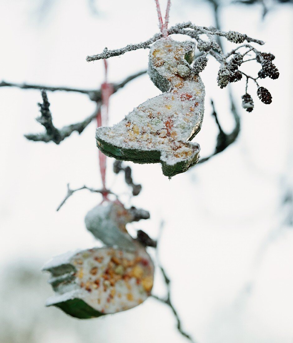 Frost-covered bird food hanging in a tree