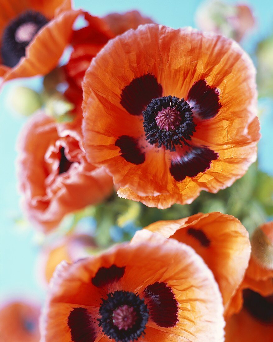 Poppies