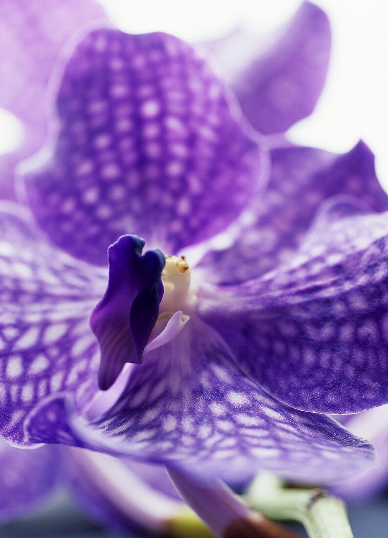 A purple orchid (close-up)
