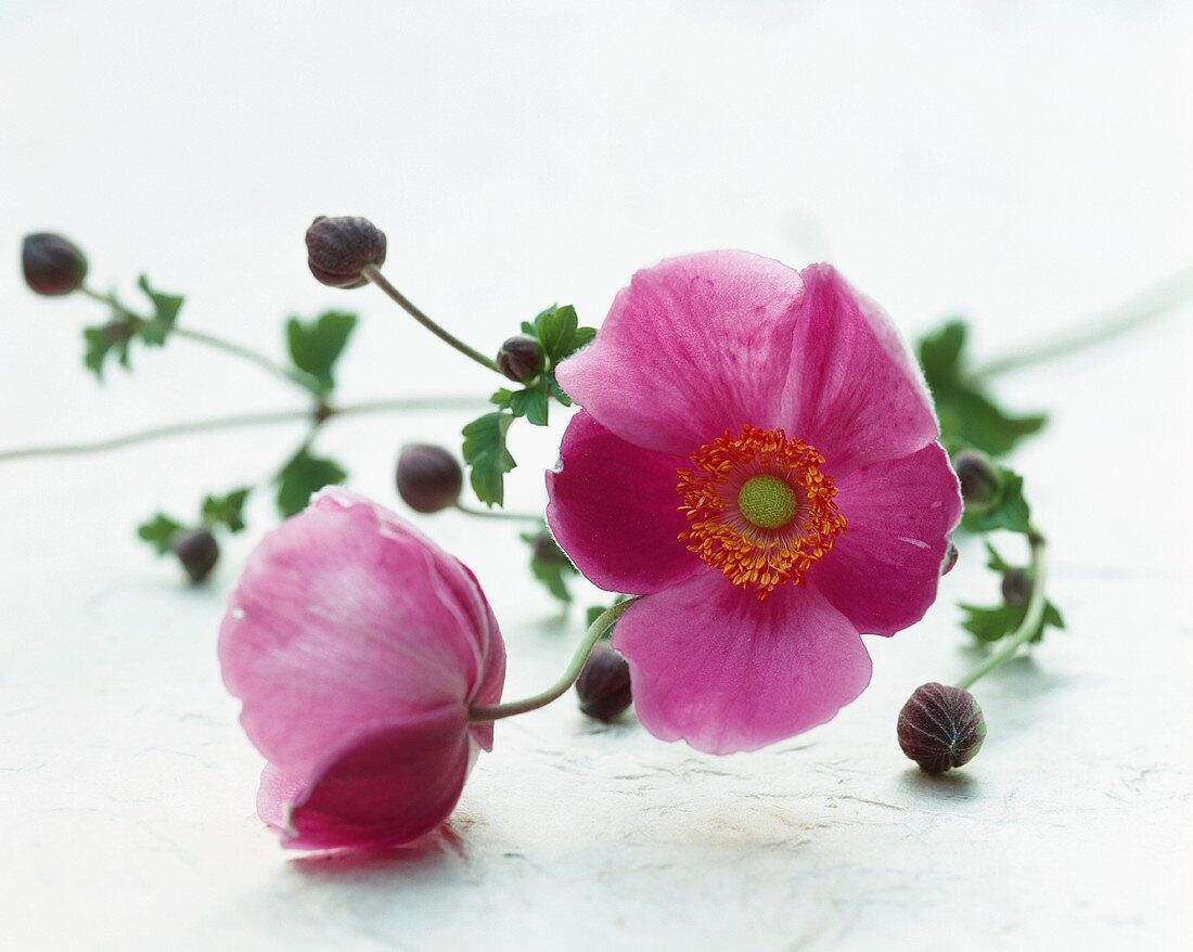 Pink anemones