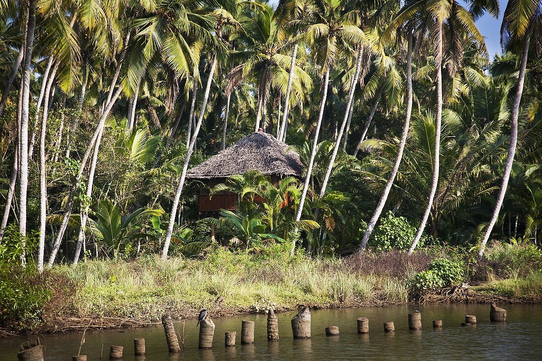 Hütte versteckt im dichten Dschungel, in der Nähe eines Flusses