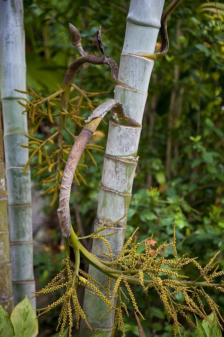 A bamboo stem with a bent branch