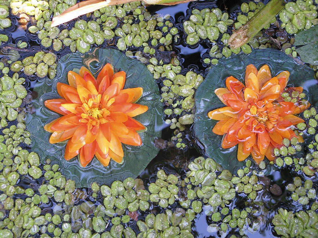 Orangefarbene Seerosen im Teich (Aufsicht)