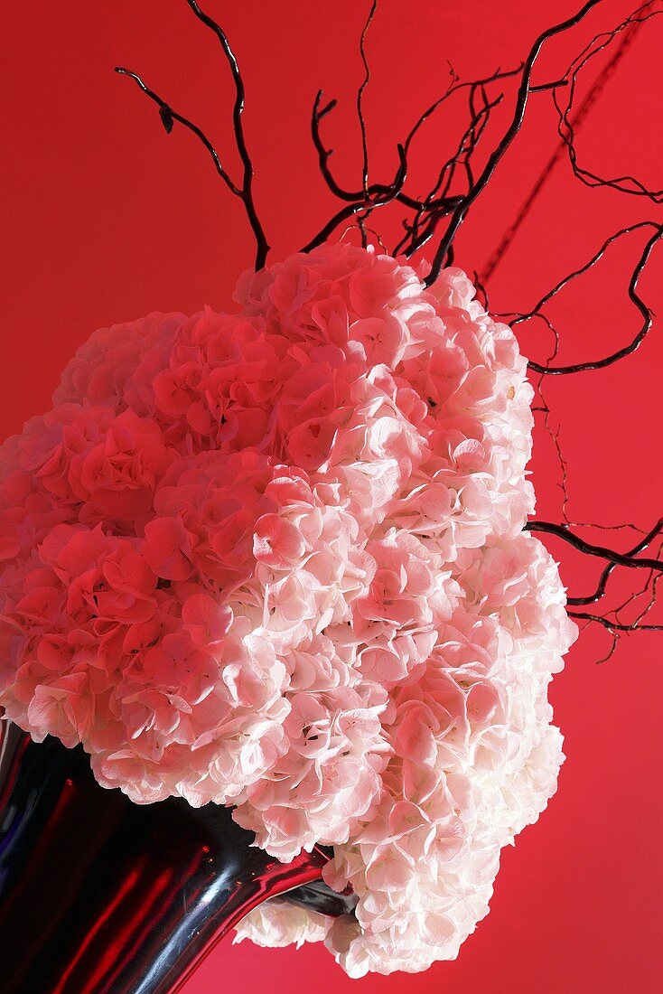 Hortensienblüten in einer Vase, vor rotem Hintergrund