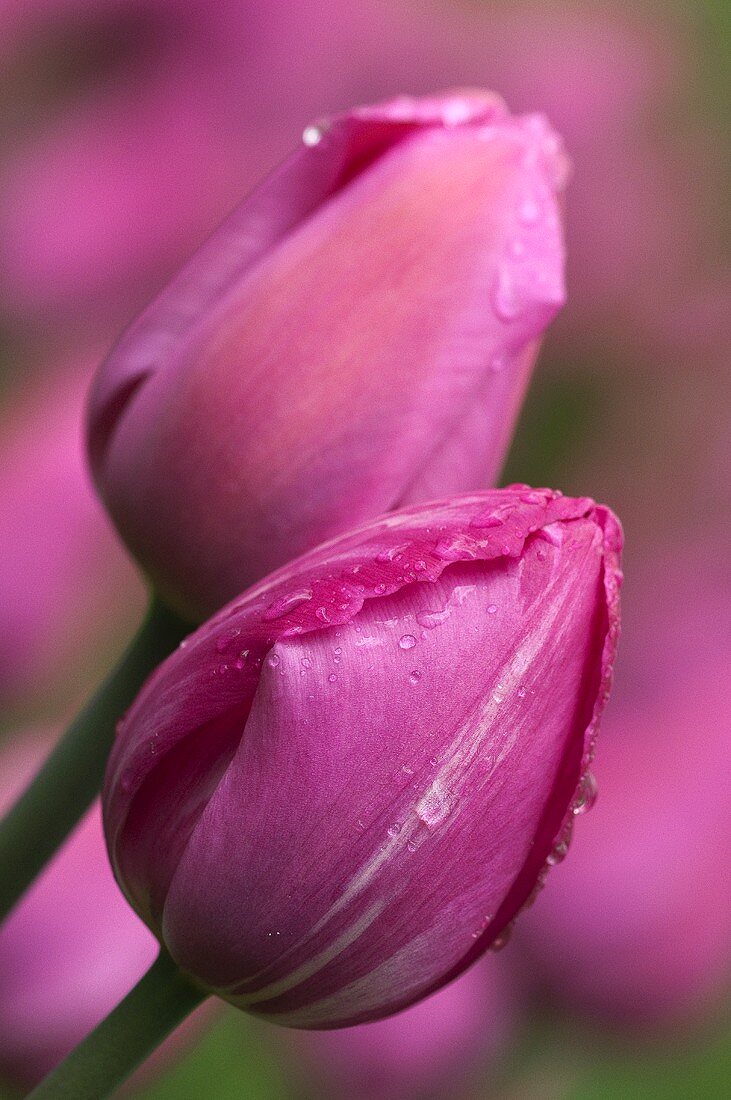 Tulips (cultivar: Don Quichotte)