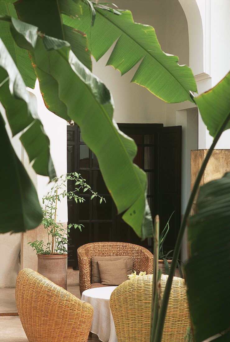 Blick durch Blätter eines Bananenbaumes auf Innenhof mit Rattanstühlen (Marokko)