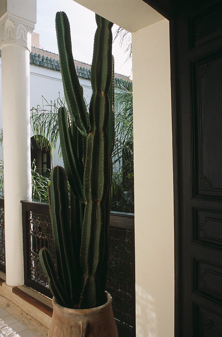 Kaktus auf Balkon eines marokkanischen Hauses