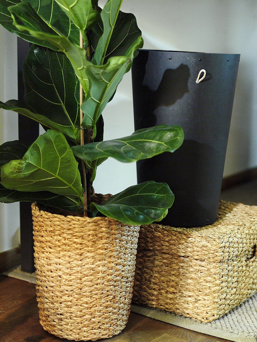 House plants in a pot out of wicker and a black leather waste basket on a basket