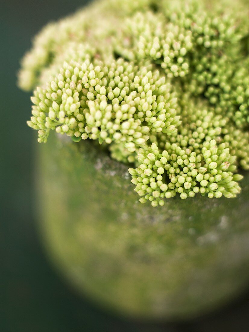 Pflanze mit kleinen weissen Blüten im Topf