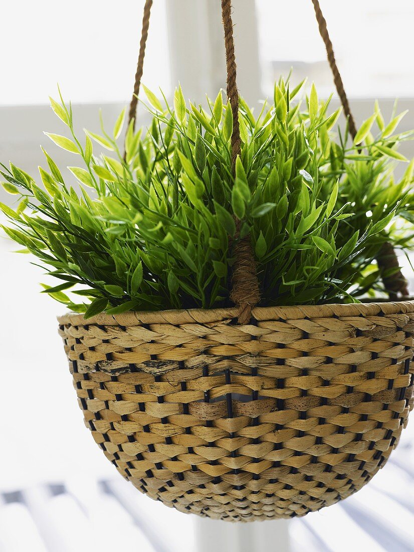 Hanging rattan plant pot with green plants