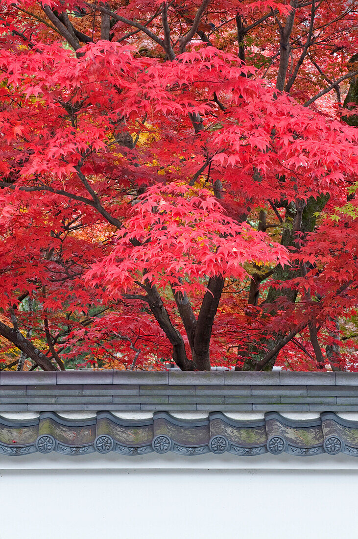 Acer trees, acer palmatum. Autumn Color at Eikando Temple.