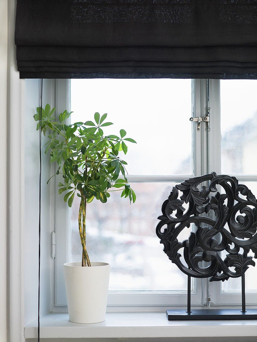 A house plant in a white pot on a window sill with a black blind
