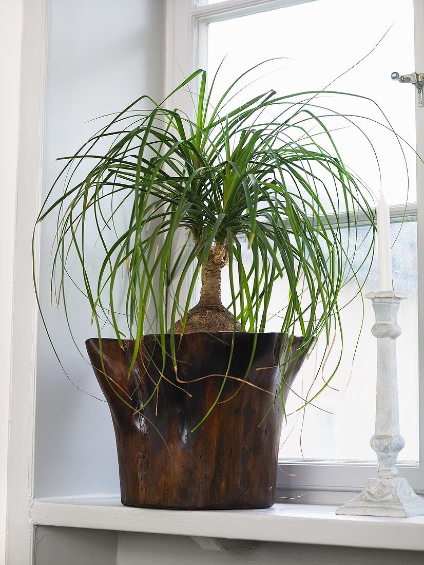 A palm in a wooden pot on a window sill