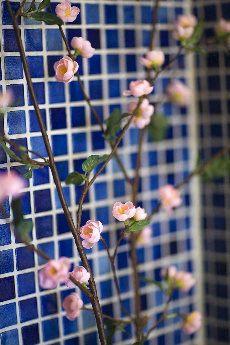 Rosa Blüten an Zweig vor blauer Fliesenwand