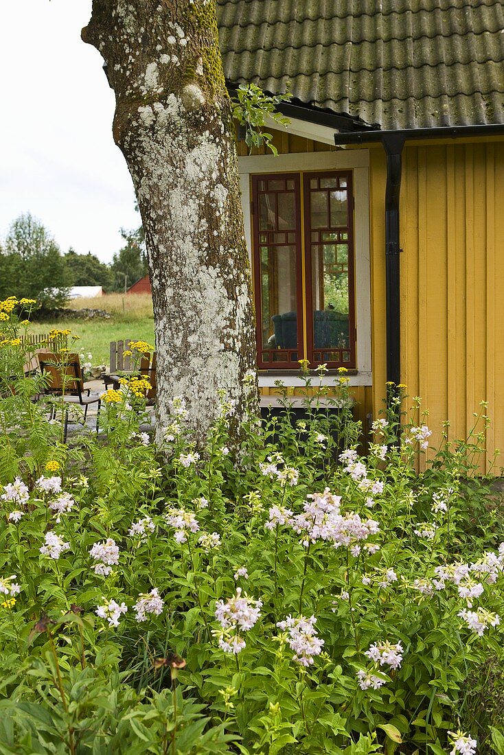 A tree in a garden in front of a wooden yellow house