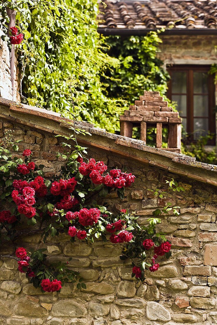 Red climbing roses on an old natural stone wall of an outbuilding