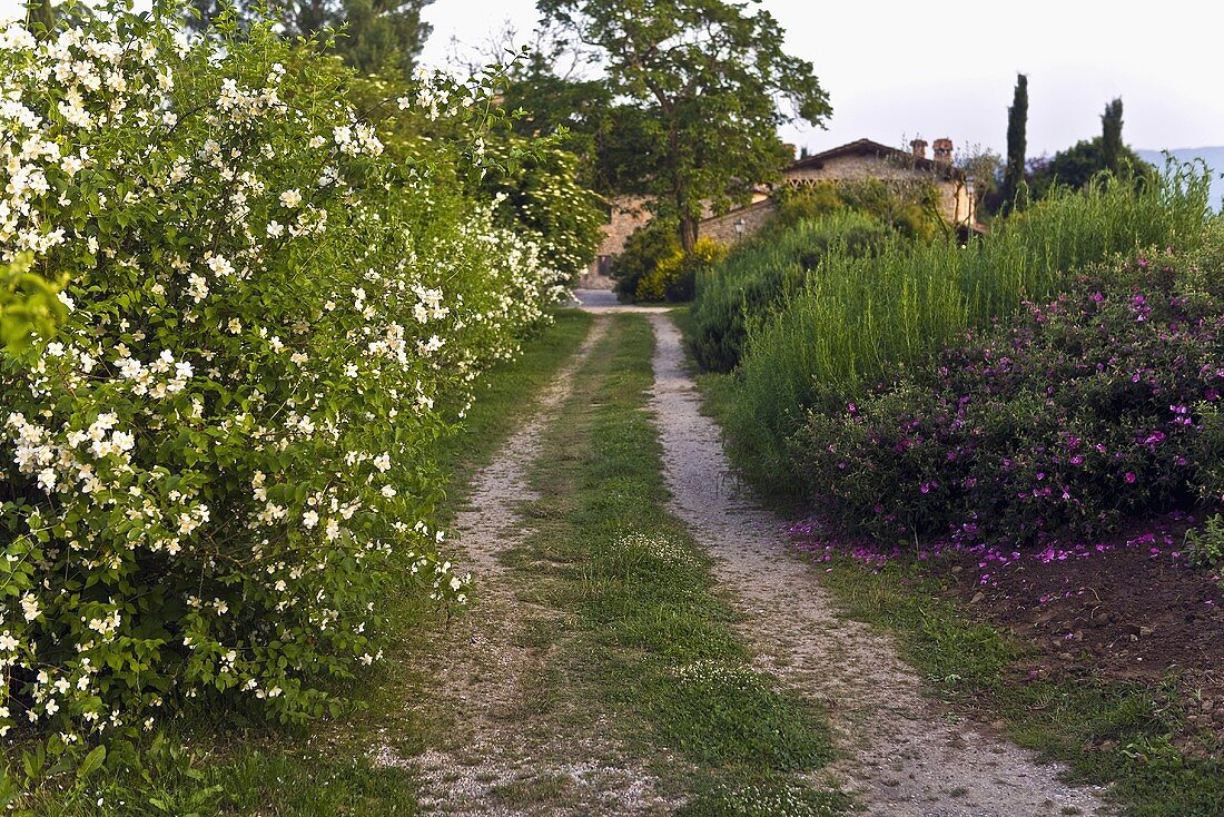 County lane between blooming bushes in the Mediterranean countryside