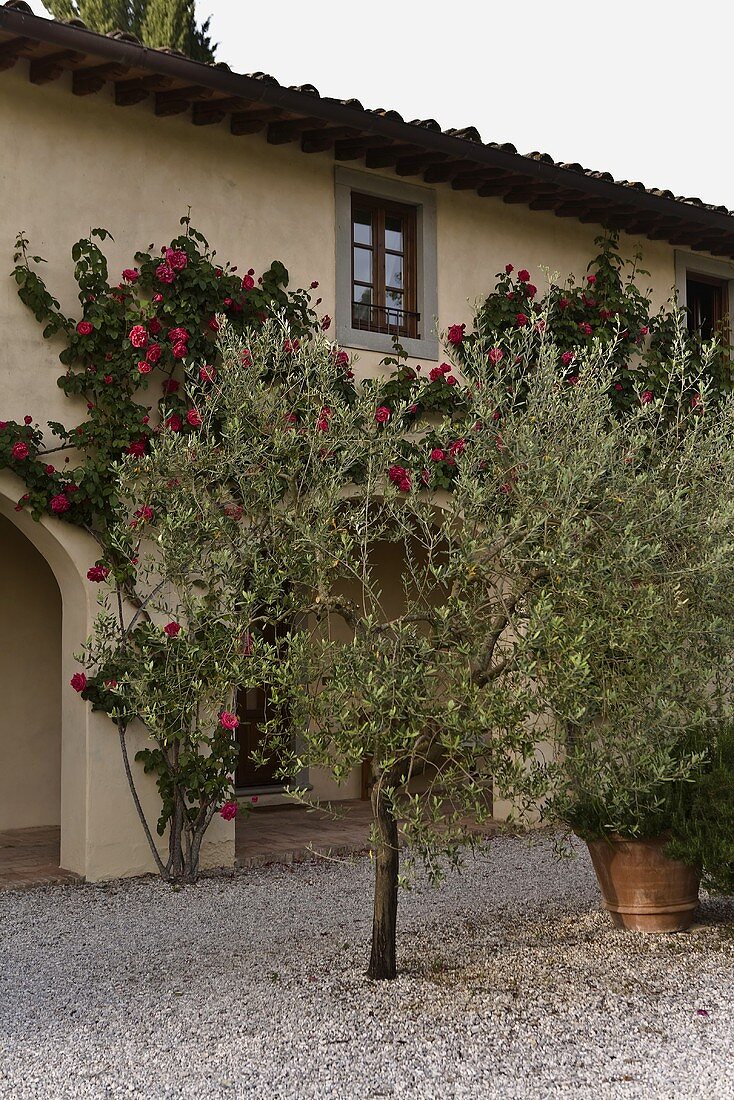 Olive trees on a gravel patio in front of Mediterranean villa and climbing roses on the facade