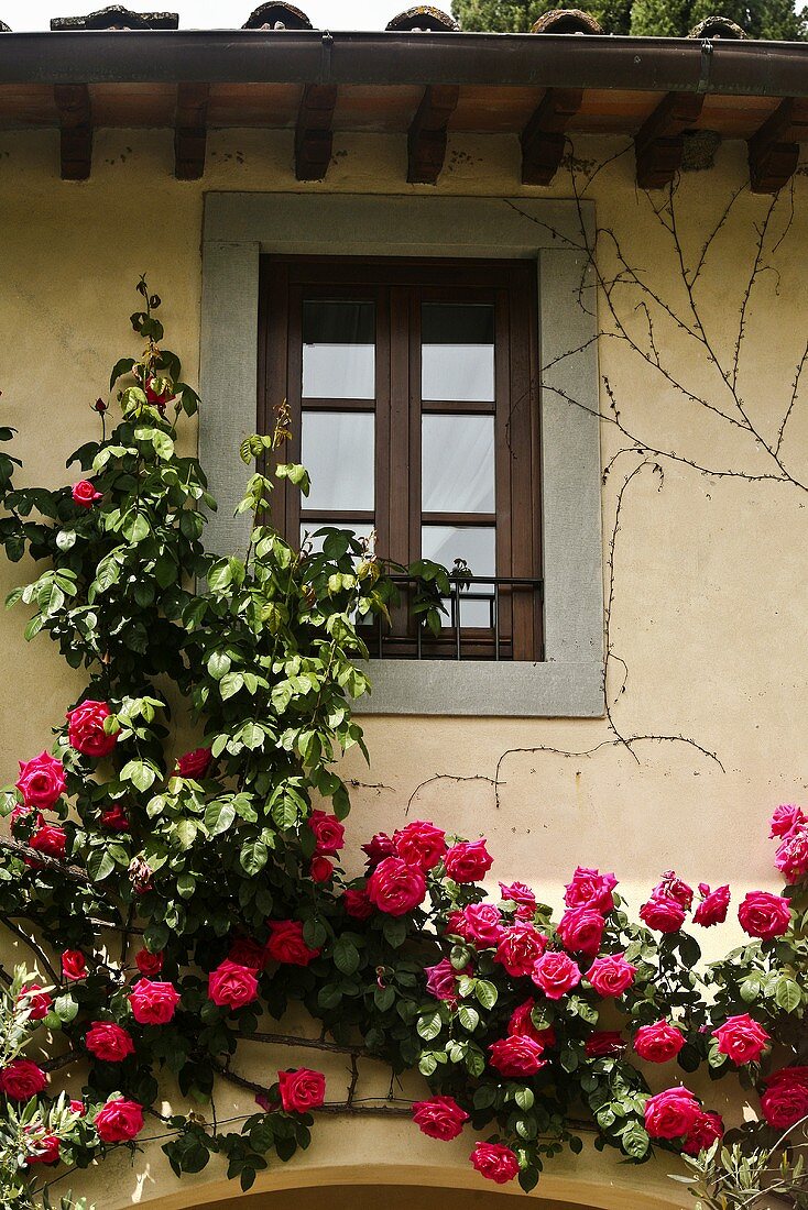 Fassadenausschnitt mit Fenster, berankt mit roten Rosen