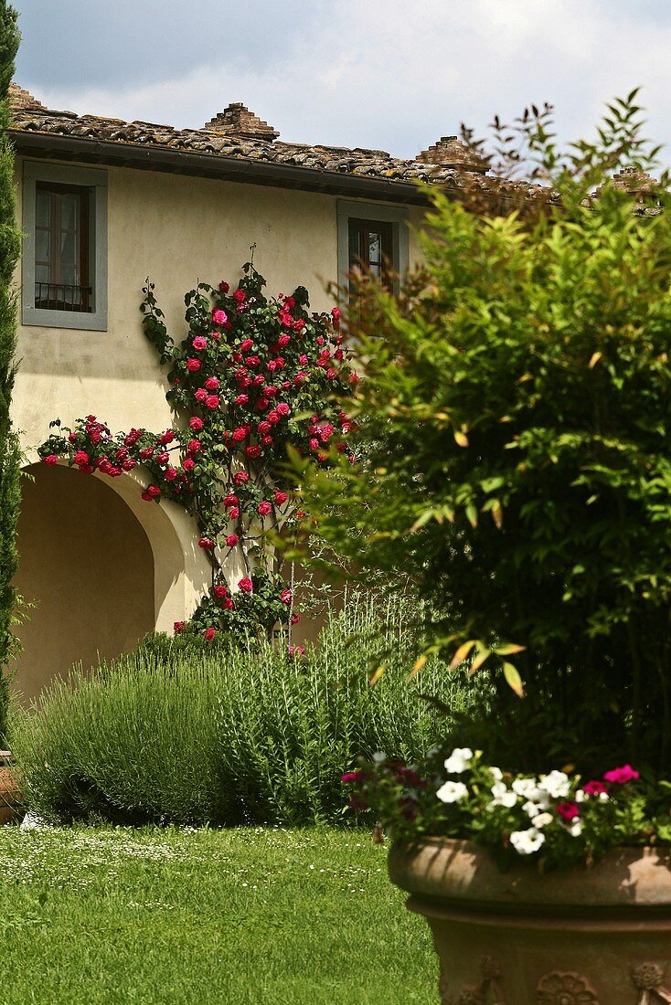 Mediterranean garden and a house with an rose covered arcade