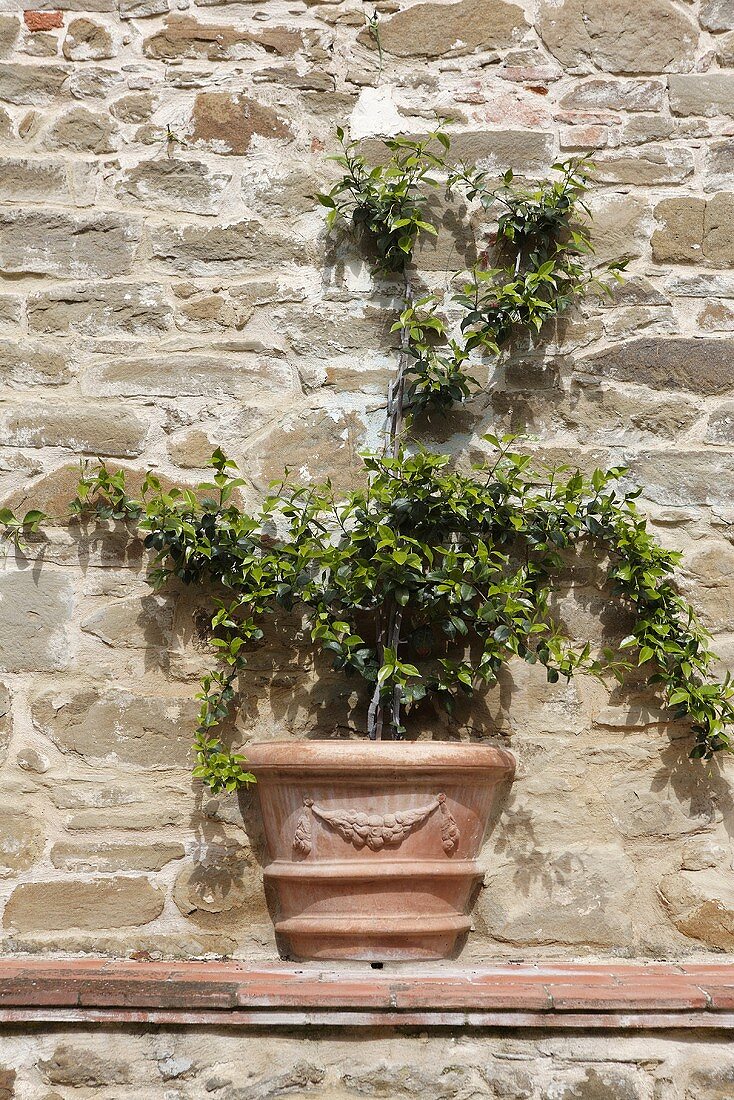 Clay planter with a vine that has been built into a natural stone wall