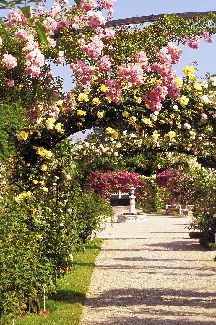 Sommerstimmung im blühenden Rosengarten mit Rankgerüsten