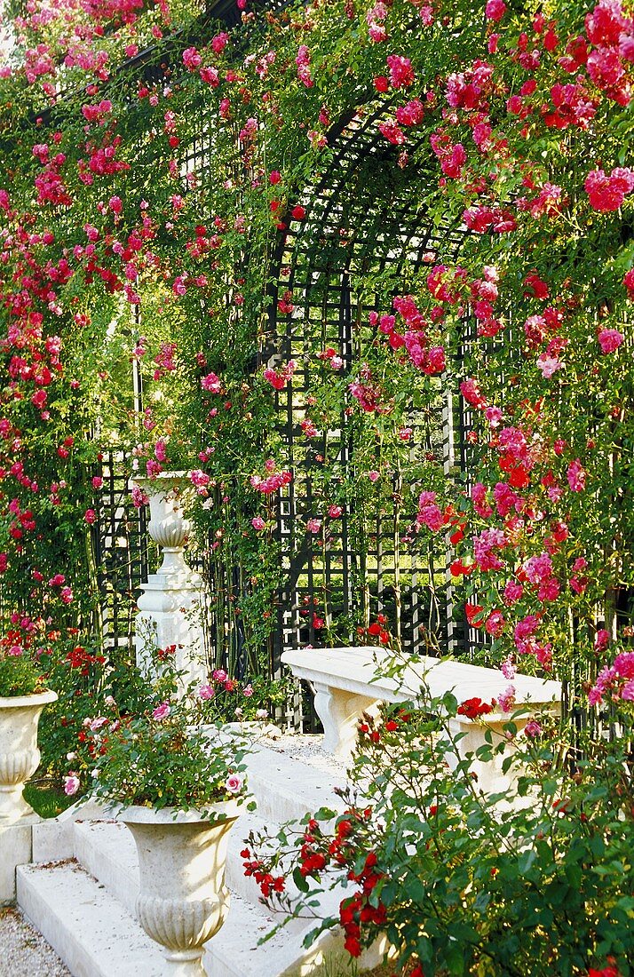 White stone bench and antique planters in front of an arched pergola covered with red roses