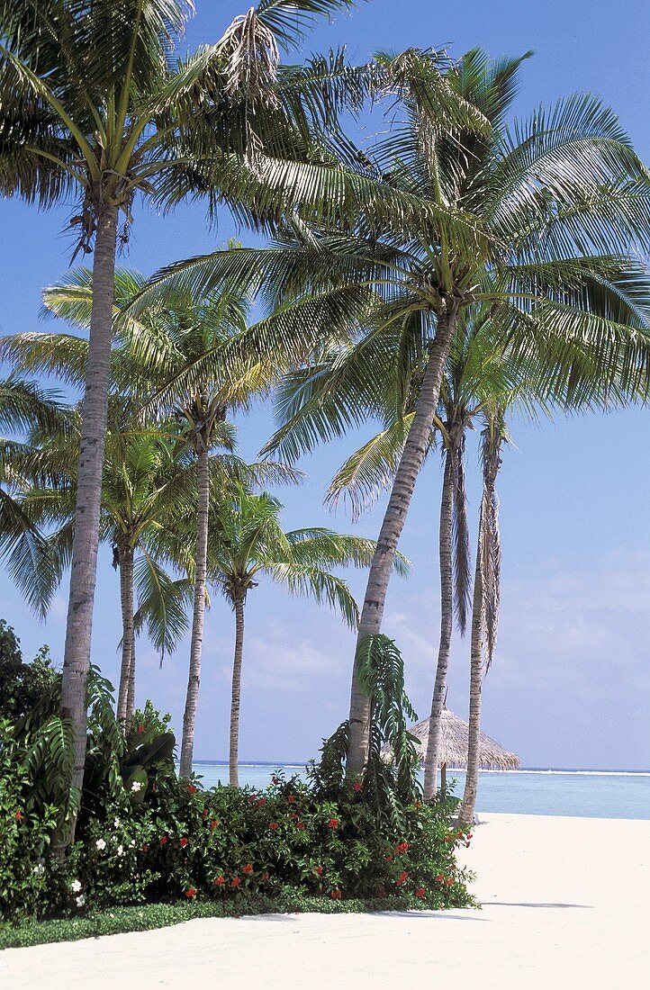 Blick auf hochgewachsene Palmen am Strand, im Hintergrund sieht man auf das Meer