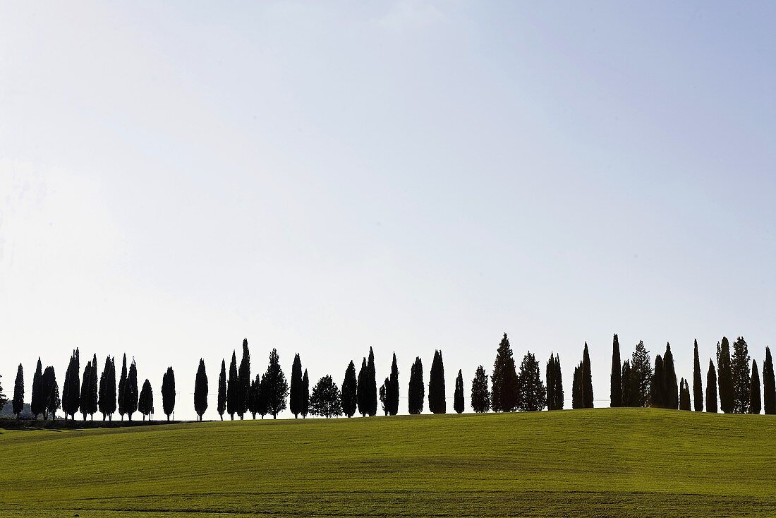 Mediterranean landscape with cypress trees on a hilltop