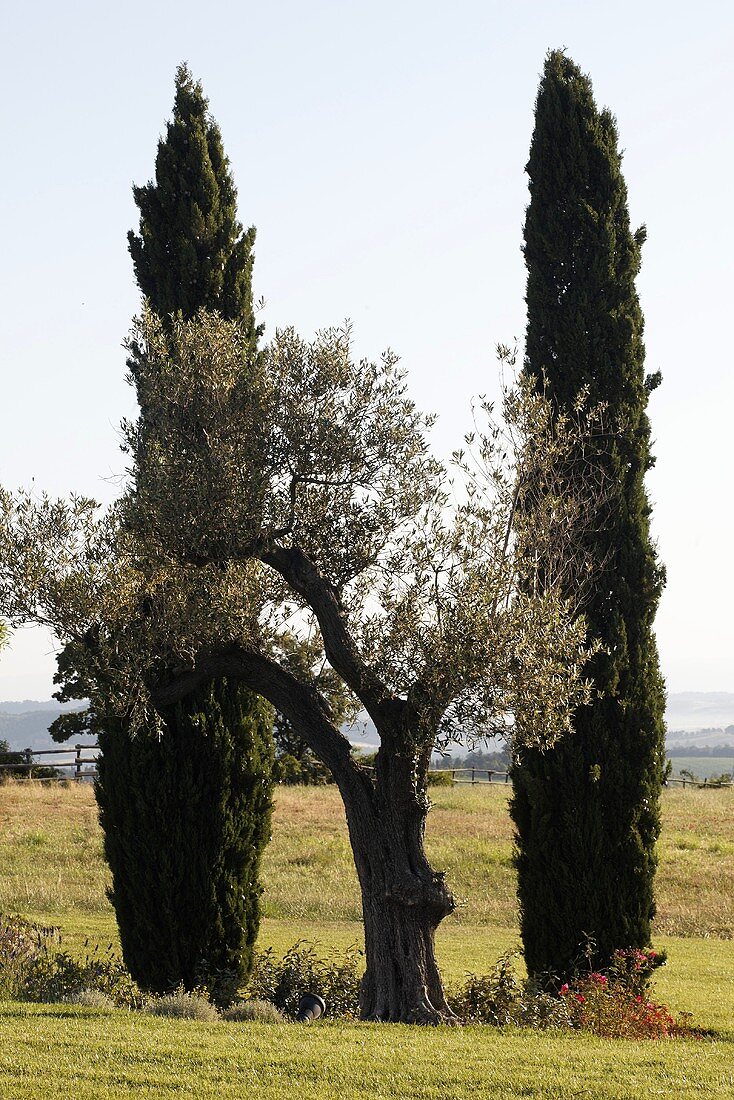 Mediterraner Landschaft - Olivenbaum vor zwei Zypressen