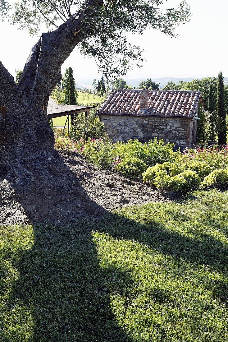 Alter Olivenbaum mit Schattenwurf auf Wiese und Blick auf Rustico