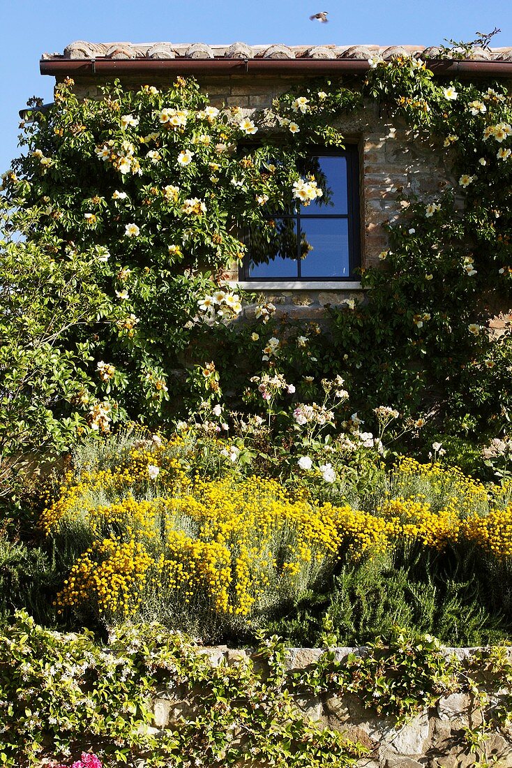 Gelbblühende Blumen vor Rustico mit berankter Fassade