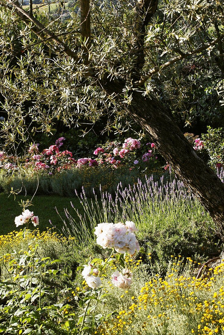 Blooming Mediterranean garden