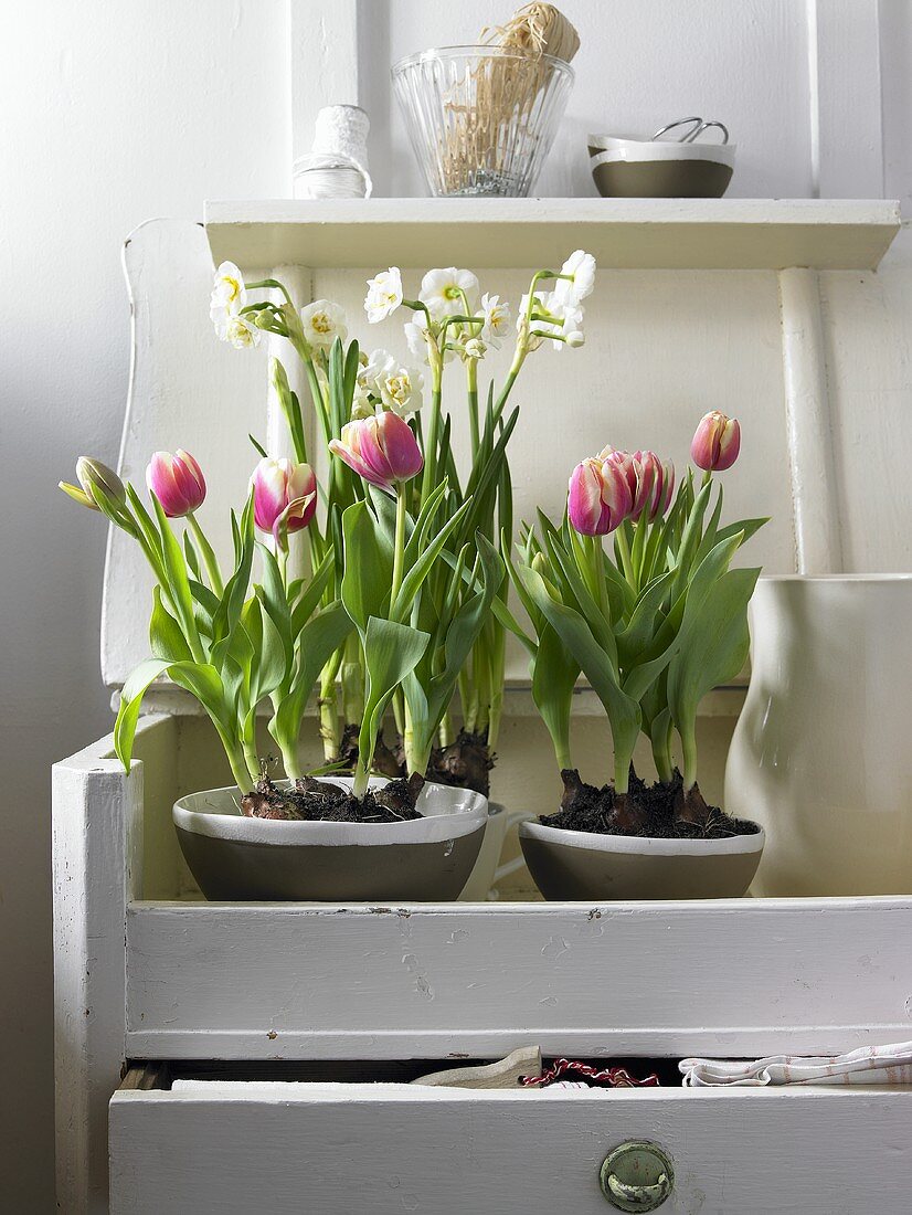 Tulips in porcelain bowl on a side table