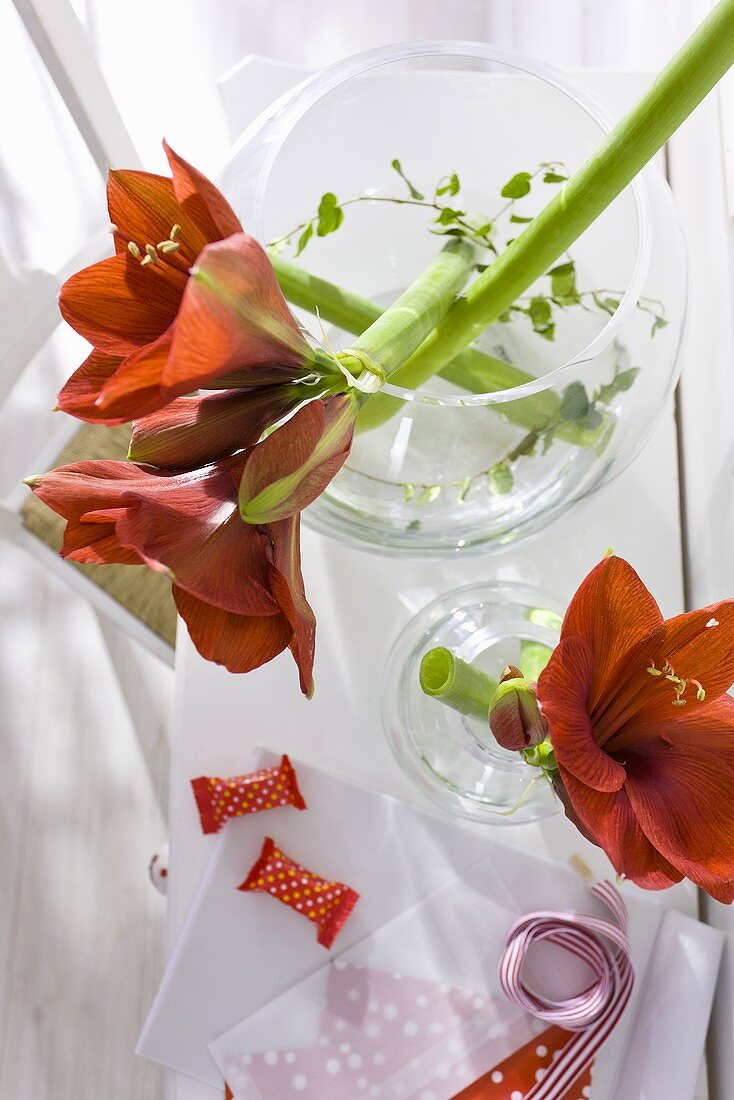 Blick auf rote Amaryllisblumen in Glasvasen