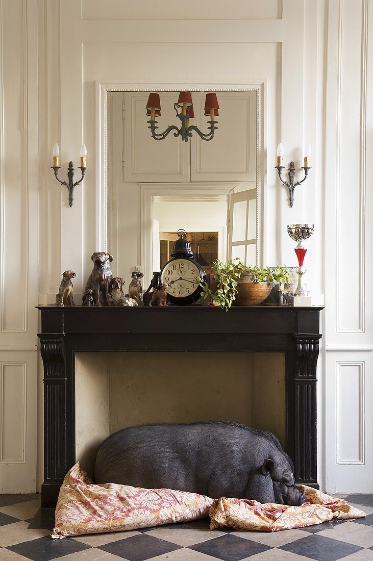 A living room in a country house - a black house pig sleeping in front of a fireplace