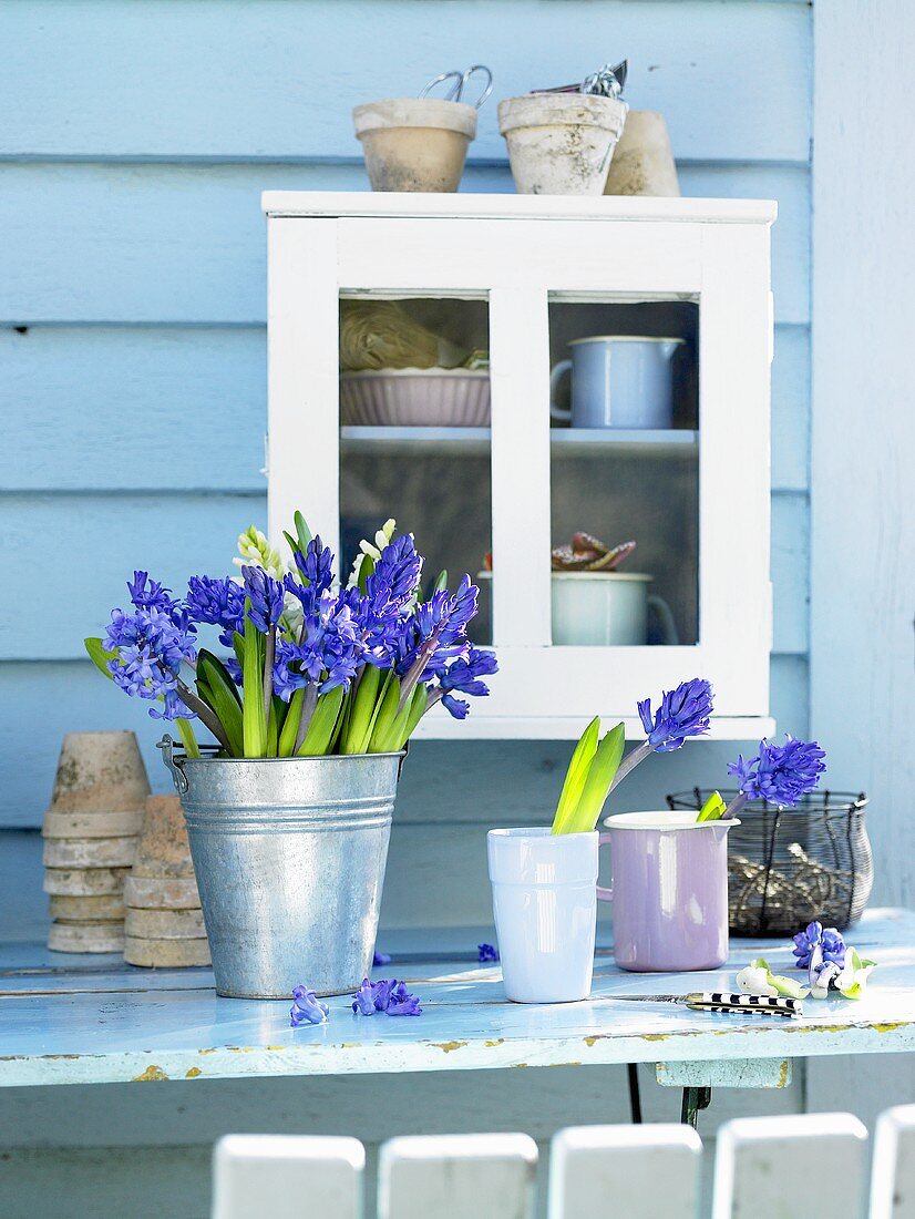 Frühlingsstimmung - weisses Schränkchen hängt an blauer Hauswand, davor Hyazinthen im Metalleimer & Porzellanbechern