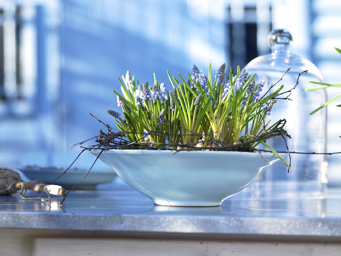 Spring feeling - grape hyacinths in a bowl