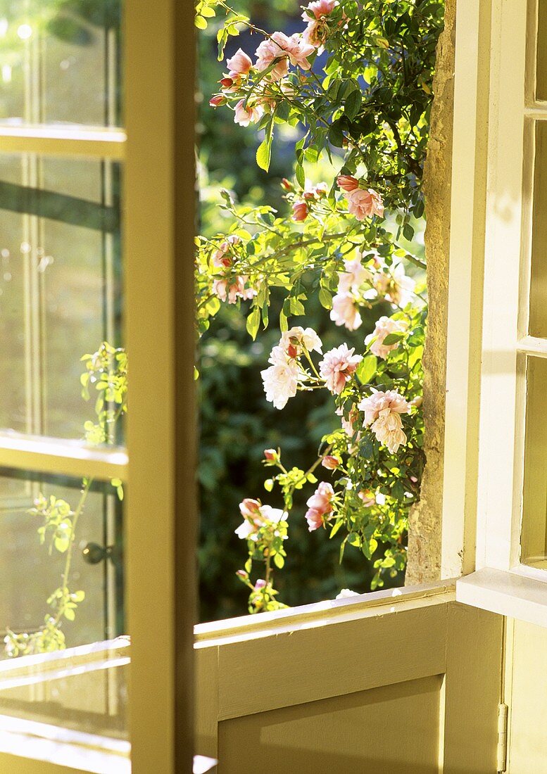 A view through an open window with climbing roses